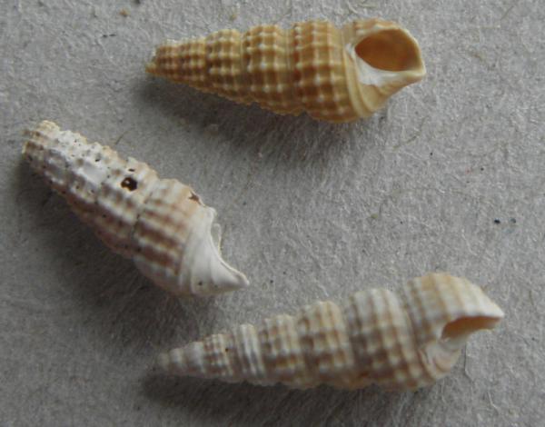 piccoli gusci da identificare